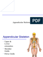 Schelet Apendicular