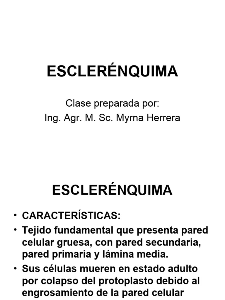 ESCLERÉNQUIMA PDF Tallo de la planta Hoja