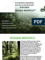 Bosque Mesofilo 2