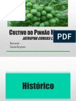 Apresentação Sobre o Cultivo Do Pinhão Manso PDF