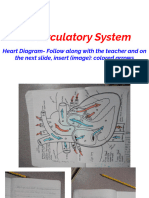 Circulatory System Heart Diagram