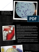 Bromatologia