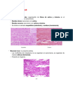 Apunte Tejido Muscular PDF