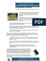 Guía de Entrenamiento para Perros