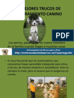 Los Mejores Trucos de Adiestramiento Canino 