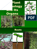 Botany Roots