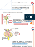 Parte Del Tema 1 y Tema 2 Fisiología II