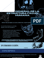 Olán General de La Estructura Facial Humana