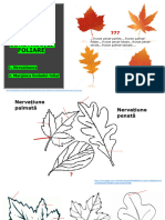 7.LP Constructii Foliare