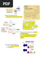 Bioenergetics