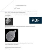 Foraminifera Bentonik