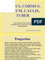 Bulbus, Cormus, Lignum, Caulis