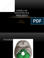 8 - Cerebellum, Diencephalon, Basal Nuclei