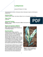 Peronosclerospora Philippinensis Datasheet