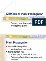 1 Plant - Propagation