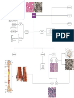 05 - Tejido Oseo