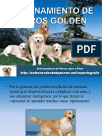 Entrenamiento de Perros Golden