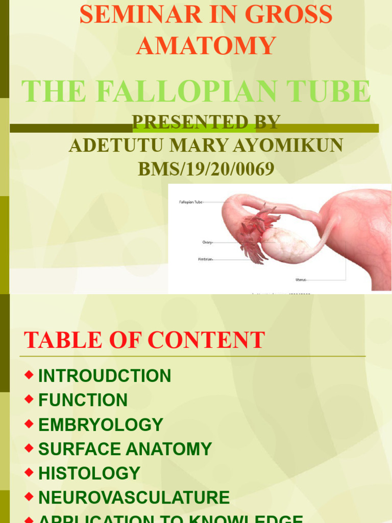 Anatomy and Function of Fallopian Tubes | PDF | Uterus | Medical ...