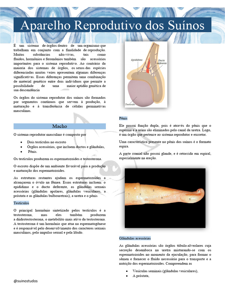 Anatomia Reprodutiva dos Suínos | PDF | Sistema reprodutivo | Testículo, image size:768x1024