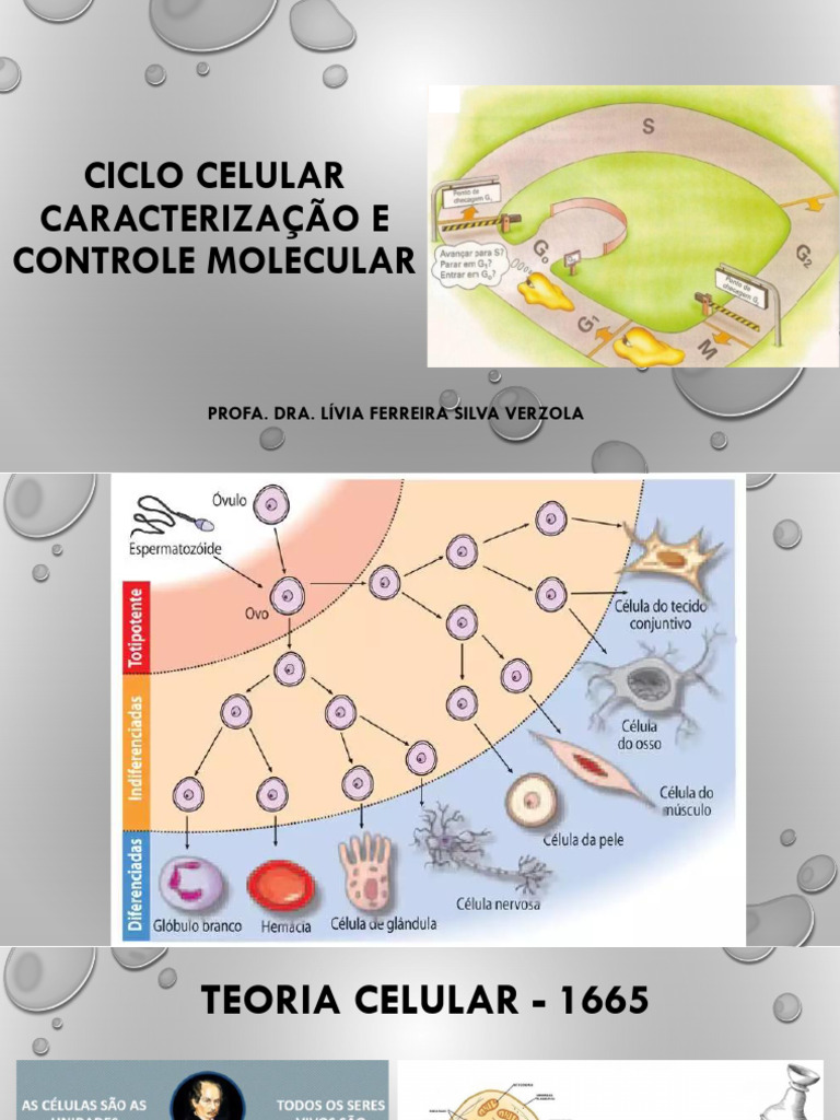 Ciclo Celular 2021 | PDF | Mitose | Ciclo de célula