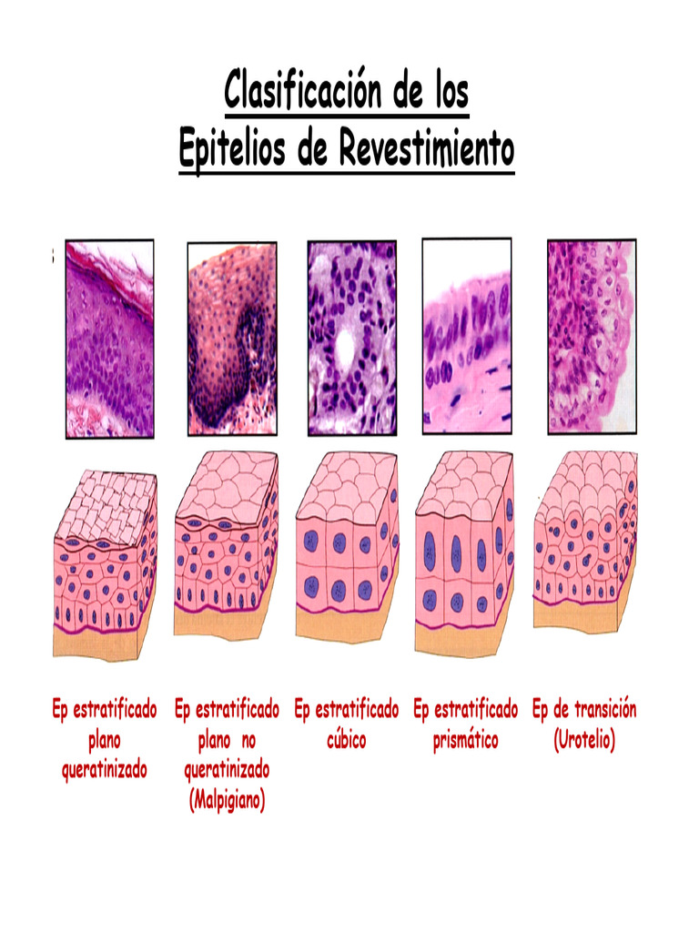 EPITELIO REVESTIMIENTO II 2020 Ok | PDF | Epitelio | Adenocarcinoma