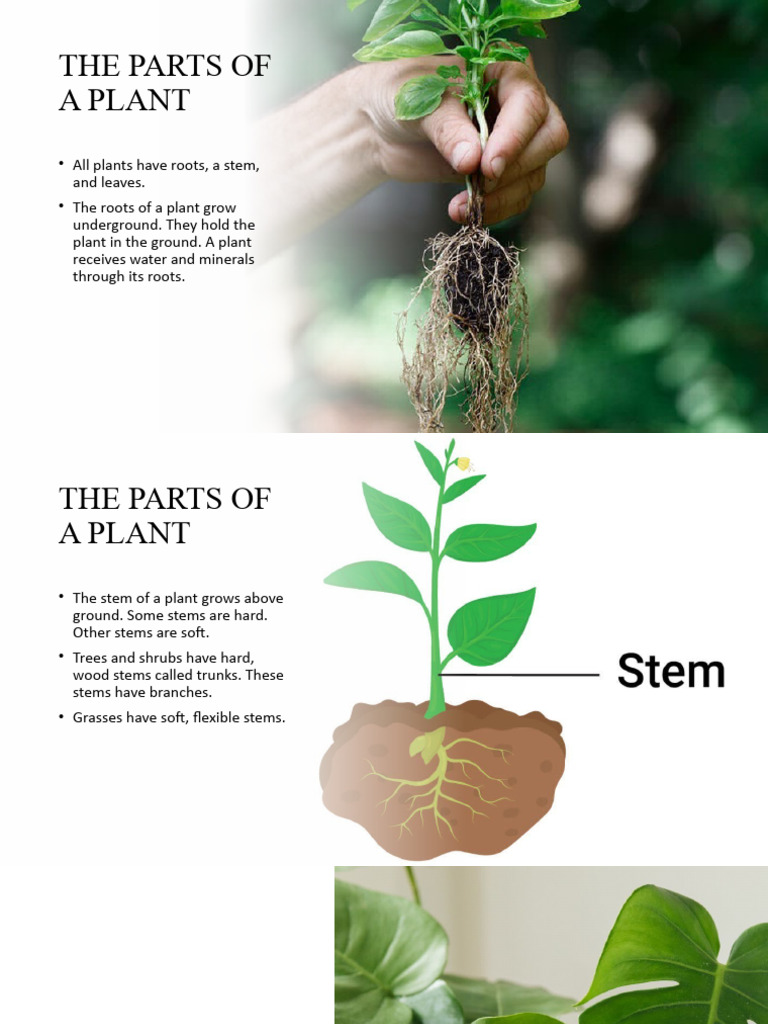 3 How Do Plants Make Food PDF