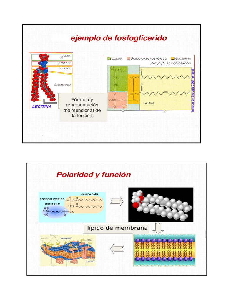 im-genes-de-l-pidos-pdf