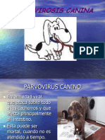 Parvovirosis Canina Tvu Jhon