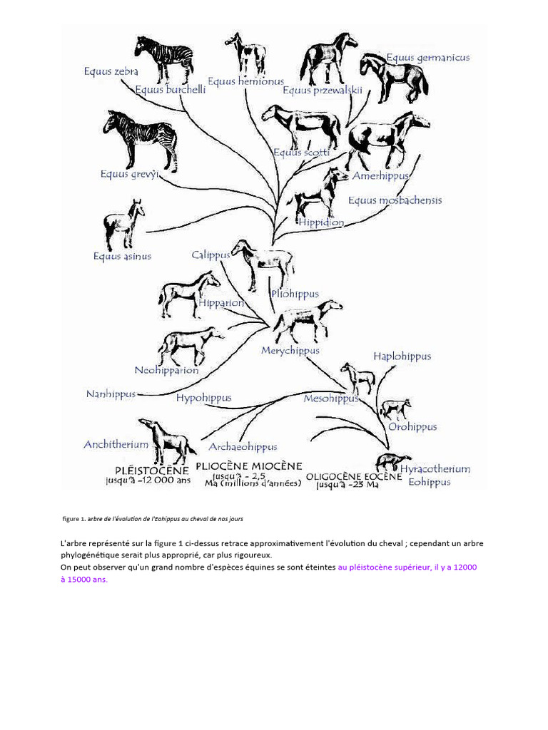 Des Origines... - TPE Évolution Cheval | PDF | Chevaux | Équidés