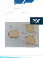 Dibujos de Los Huesos Del Nuerocraneo - Ochoa Kevin-Tarea N#5