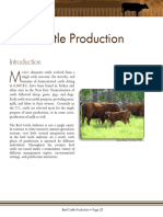 Beef Food Animal Production