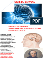 Anatomie Du Cerveau