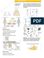 Nervous System