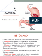 CLASE 11 Anatomia Histologia Gástrica