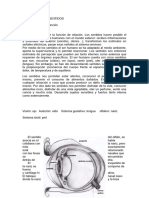 Organo de Los Sentidos y Su Funcion en La Educación Física