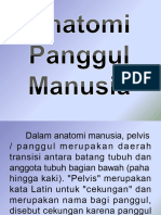 Anatomi Tulang Panggul Manusia 1