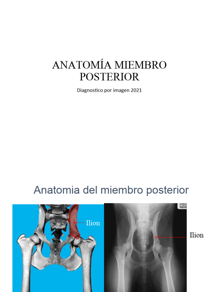 Anatomía del Miembro Posterior 2021 | PDF | Sistema musculoesquelético ...