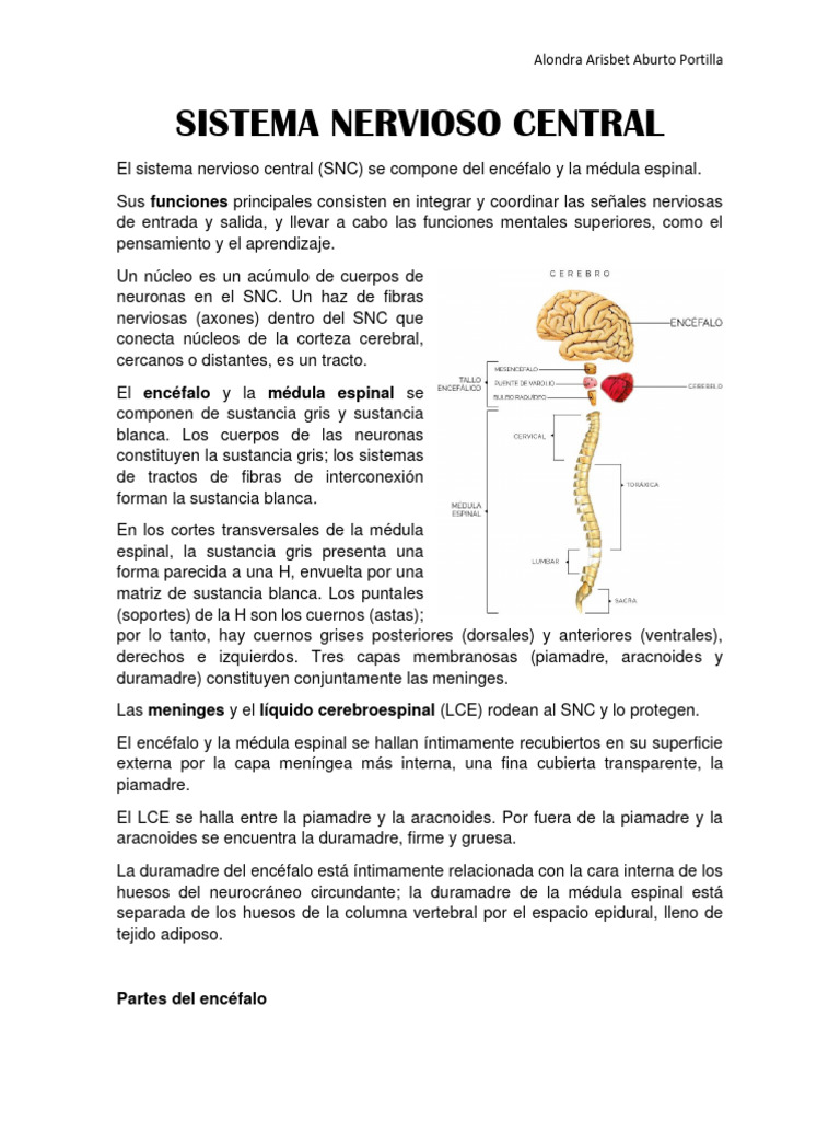 Sistema Nervioso Central | PDF | Sistema nervioso central | Médula espinal