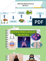 Sistem Pernapsan Manusia