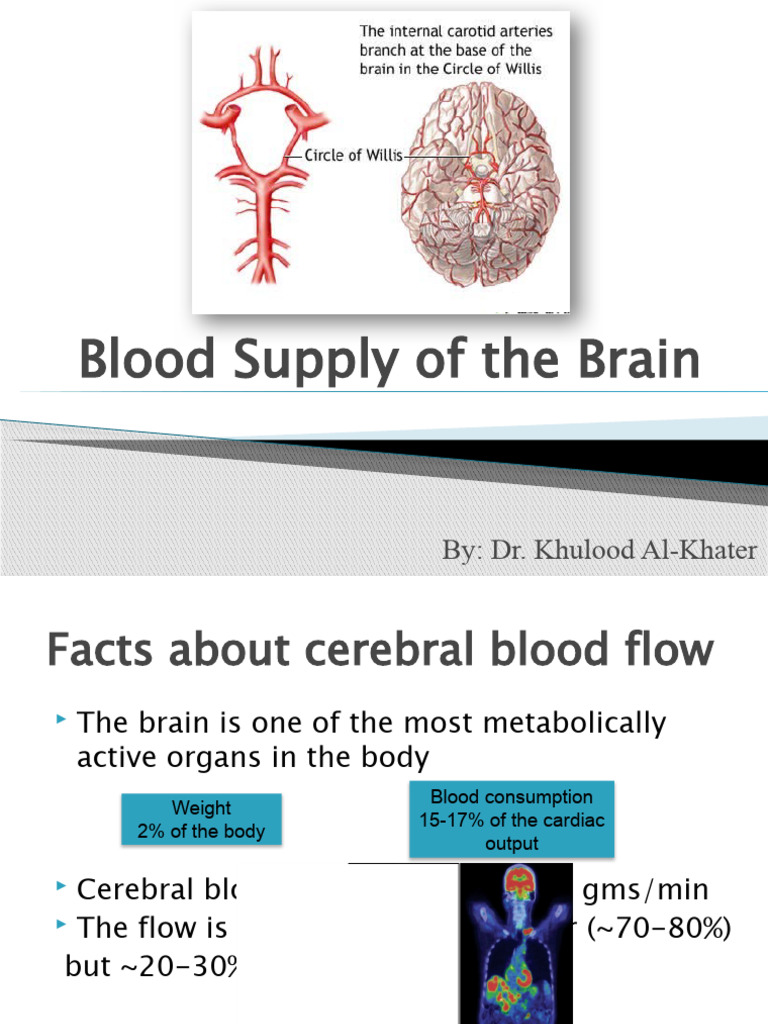 Blood Supply of Brain | PDF | Blood | Medical Specialties