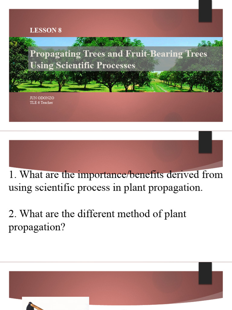 AGRI LESSON 8 Propagating Trees and Fruit Bearing Trees Using