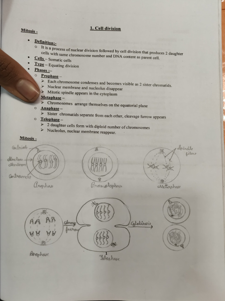 Embryo Diagrams PDF | PDF