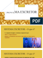 Sistema Excretor