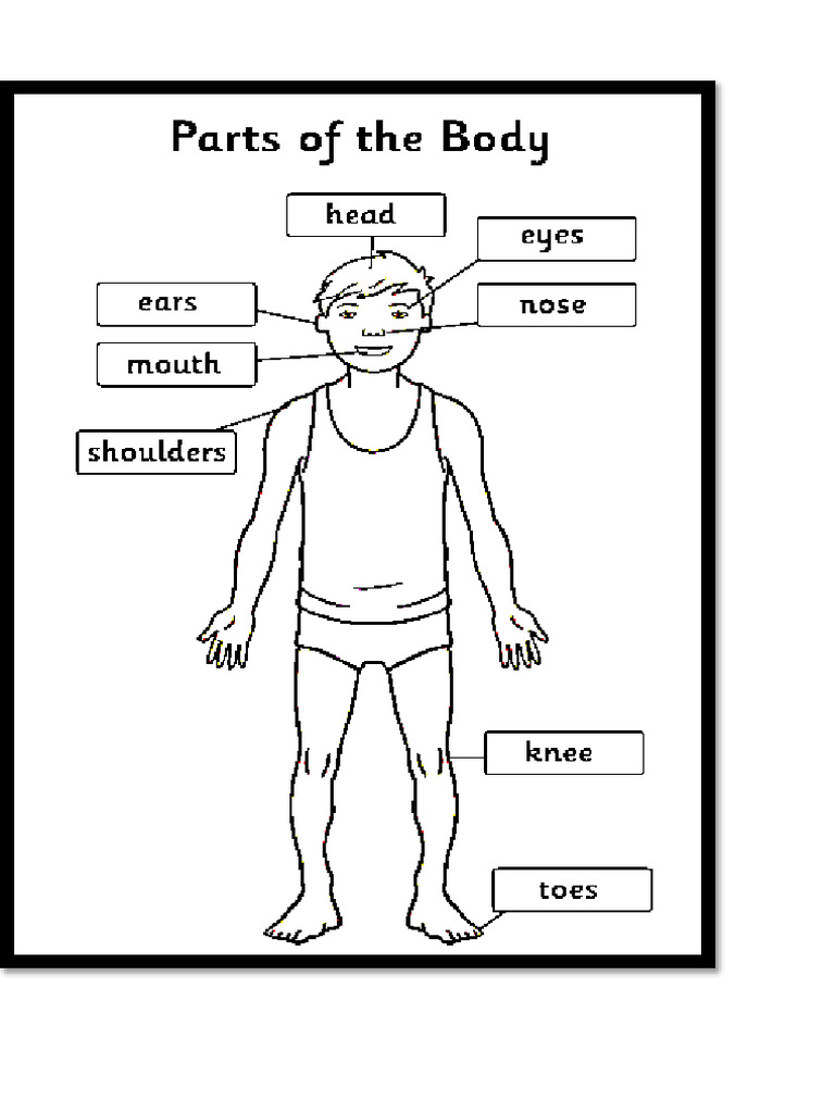 Body Parts PDF