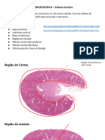 Histo Renal