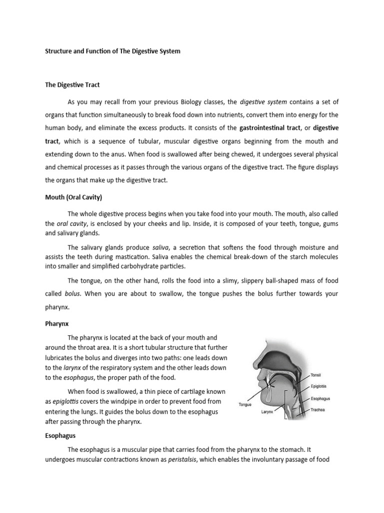 Digestive System Structure and Functions | PDF | Digestion | Human ...