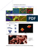 Photos Morphologie de La Cellule Bactérienne