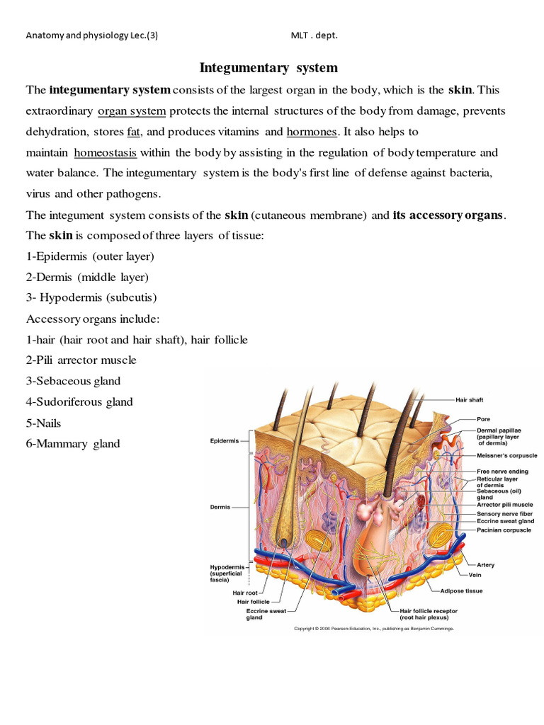 Anatomy Lec.3 | PDF | Skin | Integumentary System