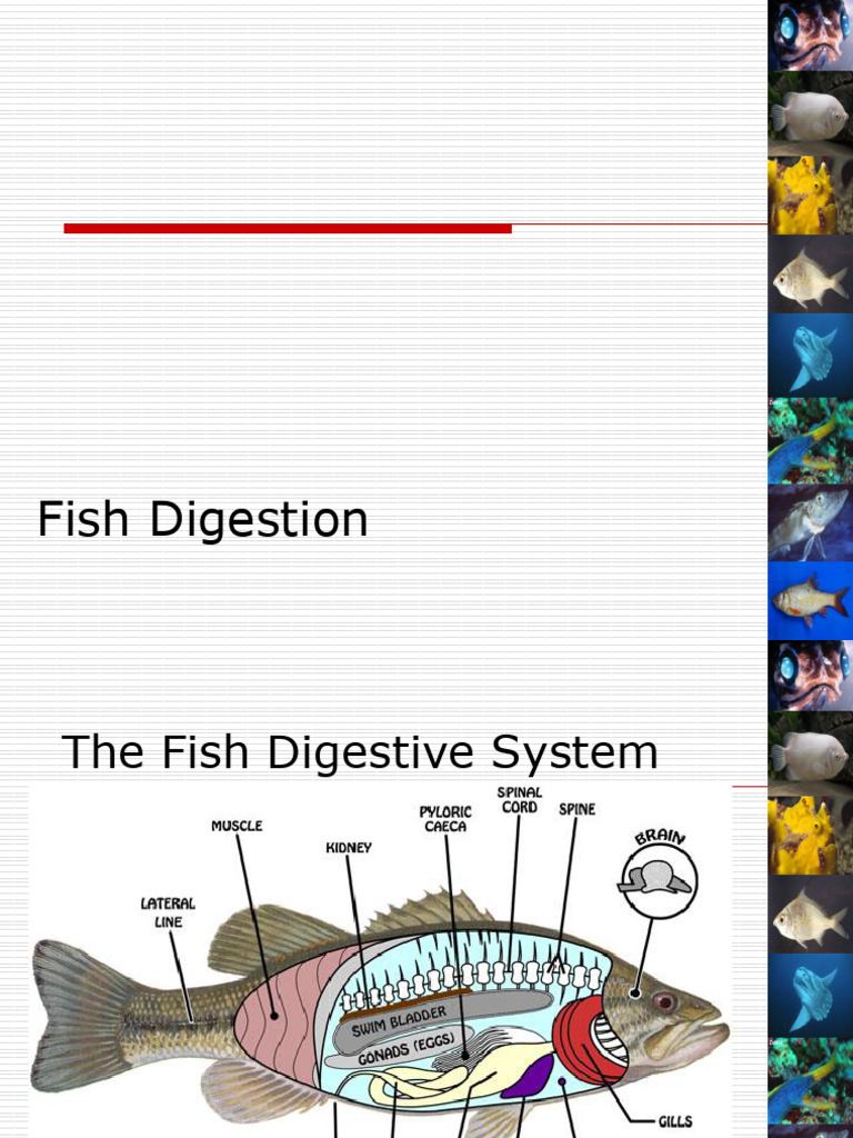 Fish Digestion | PDF