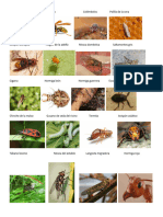 40 Imagenes de Insectos